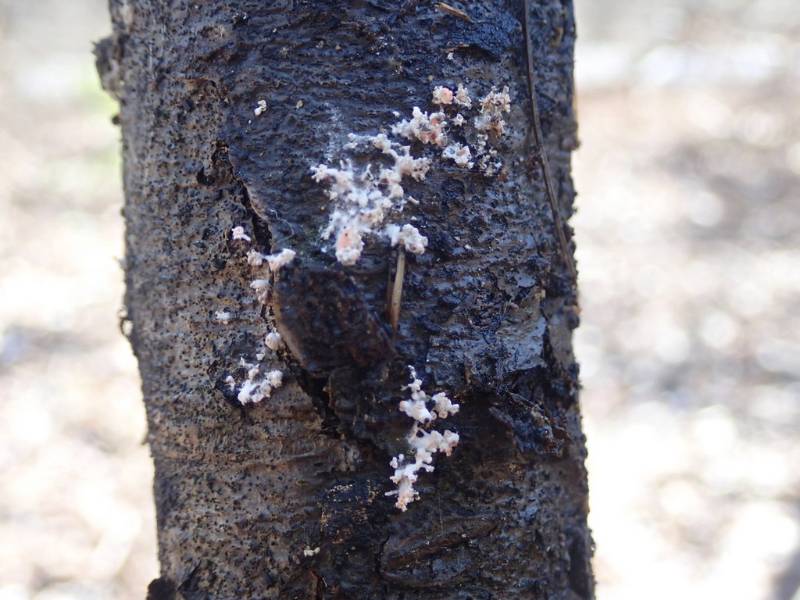 Nipple Lichen (Pycnothelia papillaria)