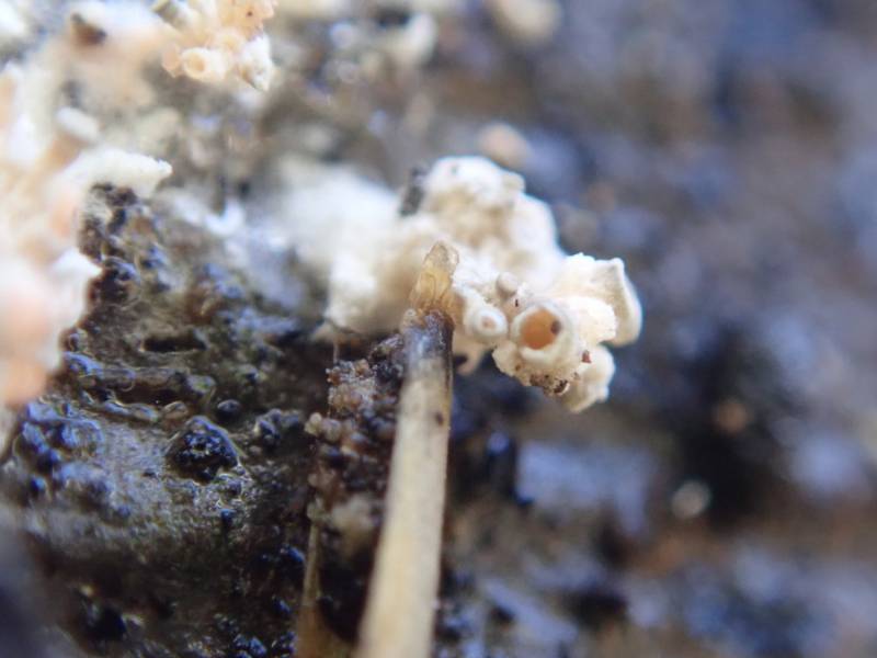 Nipple Lichen (Pycnothelia papillaria)