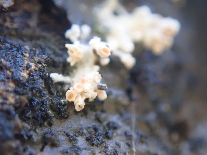 Nipple Lichen (Pycnothelia papillaria)