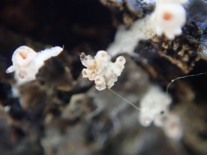 Nipple Lichen (Pycnothelia papillaria)