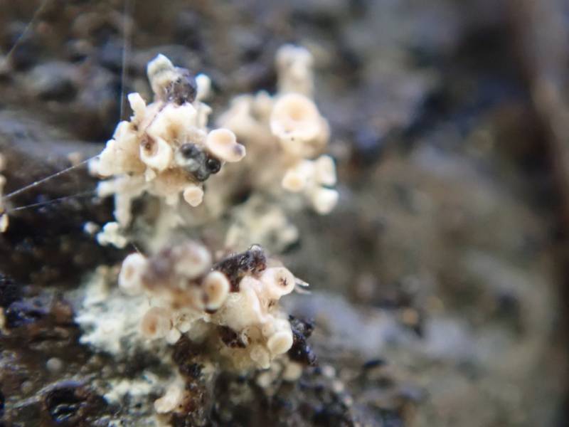 Nipple Lichen (Pycnothelia papillaria)