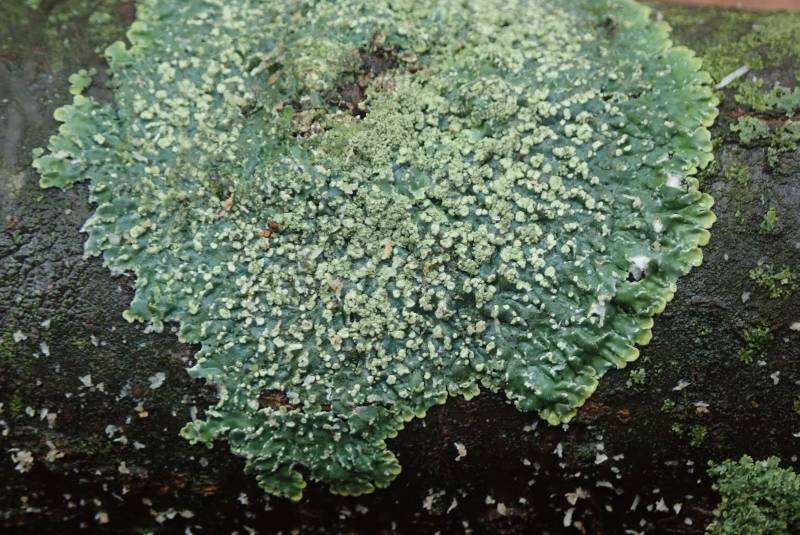 Pyxine Lichens (Pyxine)