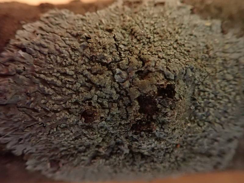 Pyxine Lichens (Pyxine): lichen thallus one year later