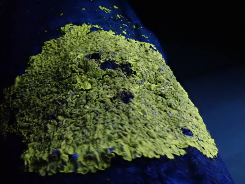 Pyxine Lichens (Pyxine): lichen thallus one year later photographed under UV light