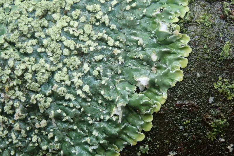 Pyxine Lichens (Pyxine)