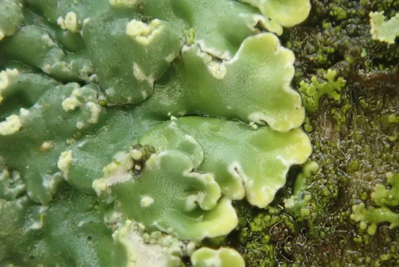 Pyxine Lichens (Pyxine)