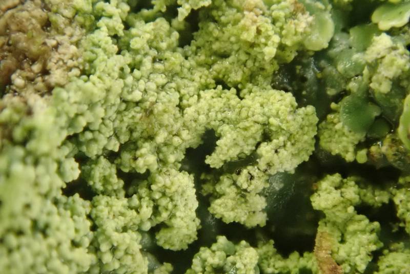 Pyxine Lichens (Pyxine): close-up of isidia