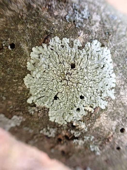 Jack-o-Lantern Lichen (Pyxine subcinerea): habit