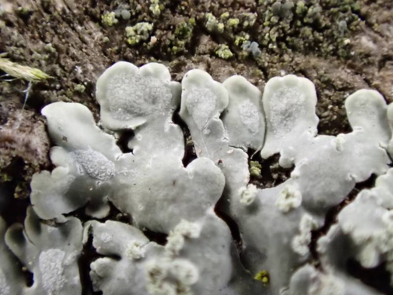 Jack-o-Lantern Lichen (Pyxine subcinerea): close up of lobes