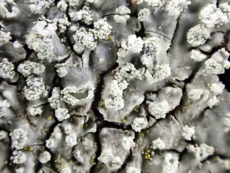 Jack-o-Lantern Lichen (Pyxine subcinerea): close up of sorelia