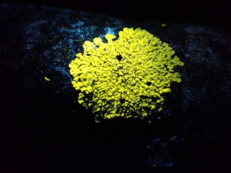 Jack-o-Lantern Lichen (Pyxine subcinerea): under UV light