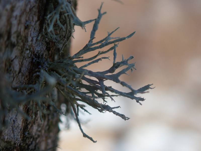 Twig Lichen (Ramalina)