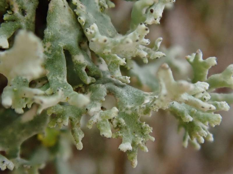 Twig Lichen (Ramalina)