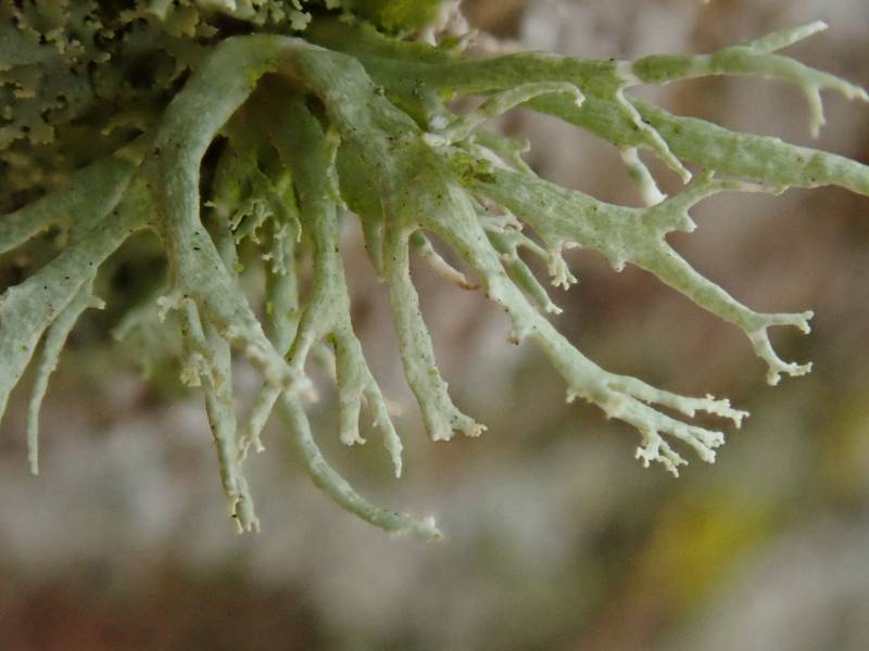 Twig Lichen (Ramalina)