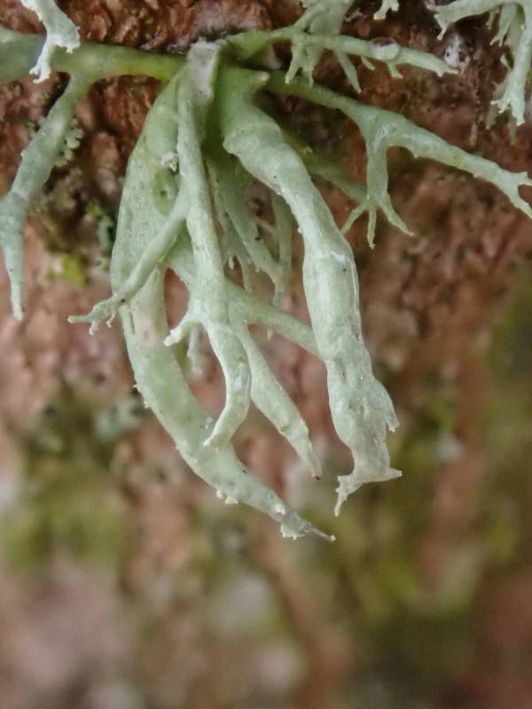 Twig Lichen (Ramalina)