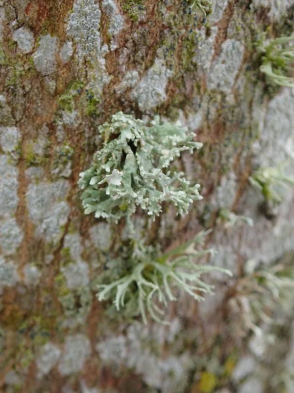 Twig Lichen (Ramalina)