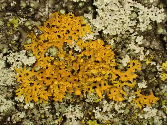 Bare-bottomed Sunburst Lichen (Xanthomendoza weberi): Habit