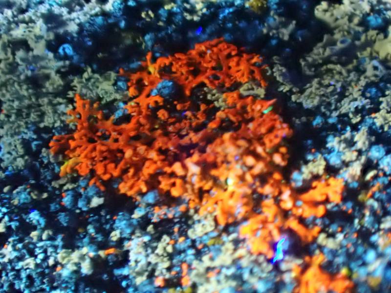 Bare-bottomed Sunburst Lichen (Xanthomendoza weberi): Showing the bright orange UV reaction