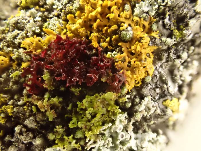 Bare-bottomed Sunburst Lichen (Xanthomendoza weberi)