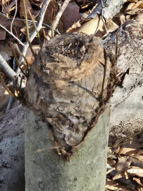 An American Beech stump from a sapling that had been felled by an American Beaver (Castor canadensis)