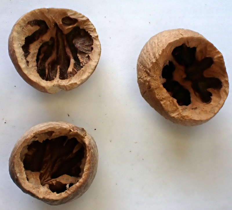 Hickory nuts showing the characteristic signs of having been opened by Southern Flying Squirrels