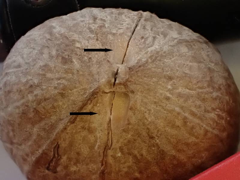 A hickory nut showing the "carry notches" (indicated by the black arrows) created by the incisors of a Southern Flying Squirrel
