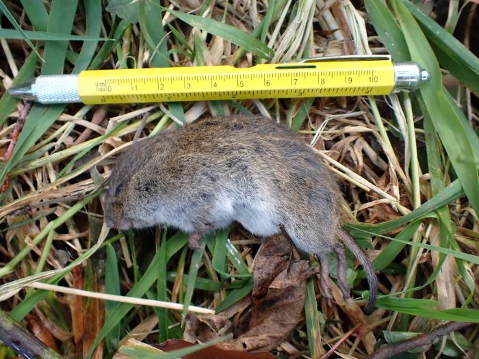 Microtus pennsylvanicus (Eastern Meadow Vole)