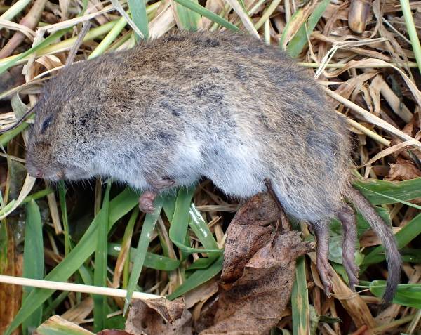 Microtus pennsylvanicus (Eastern Meadow Vole)