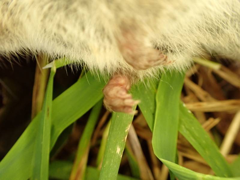 Microtus pennsylvanicus (Eastern Meadow Vole): close-up of front froot