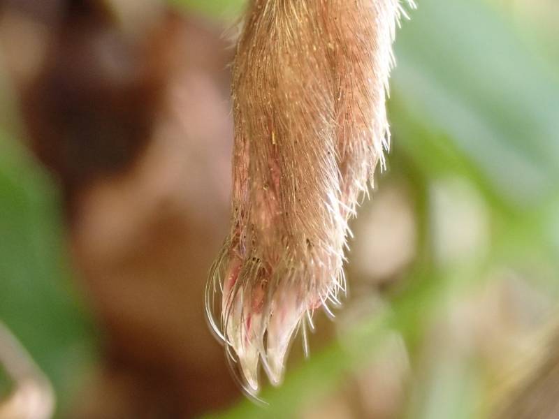 Microtus pennsylvanicus (Eastern Meadow Vole): close-up of hind foot