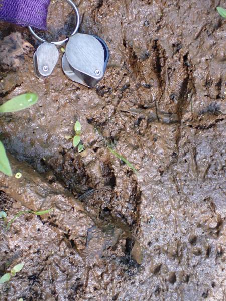 Ondatra zibethicus (Muskrat): Track of left-hind foot.