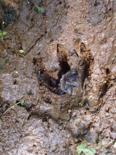 Ondatra zibethicus (Muskrat): Front foot track