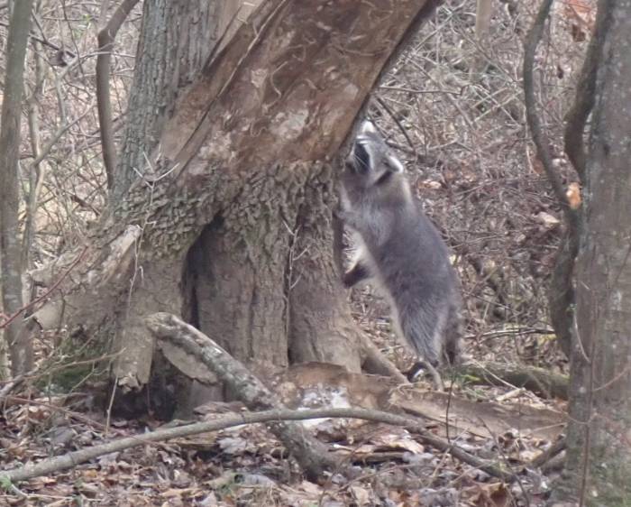 Procyon lotor (Raccoon)