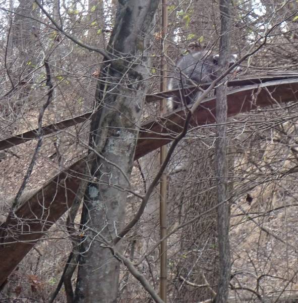 Procyon lotor (Raccoon): crossing Plum Run on a fallen tree.