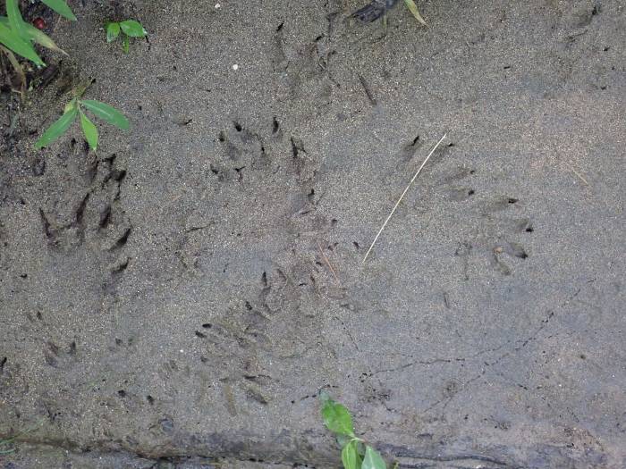 Procyon lotor (Raccoon): Tracks in soft sediment next to Plum Run