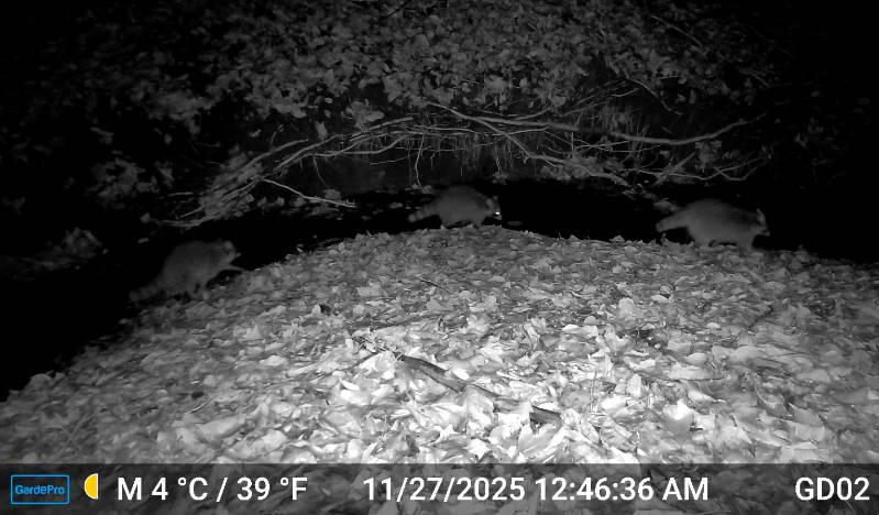 Procyon lotor (Raccoon): Three raccoons travelling along Gordon Run