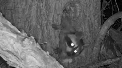 A raccoon in night vision