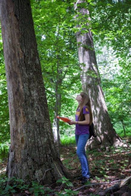 Undergrad Kelly Ryan estimating the tree's condition as part of the FHM monitoring
