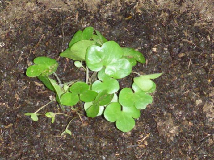 The ant-dispsered Roundlobe Hepatica (Hepatica nobilis var. obtusa) planted in the GNA nursery.