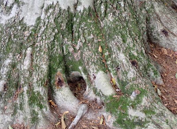 The root flare of a large American Beech tree at the Mount Cuba Center that has been treated with Arbotect 20-S