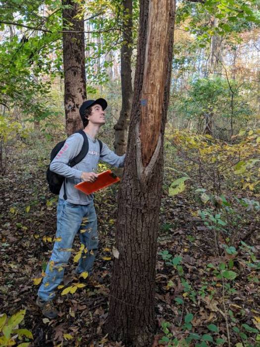 Student Researcher and GNA Intern, Jared Kline, assessing the health of a Black Walnut in the GNA