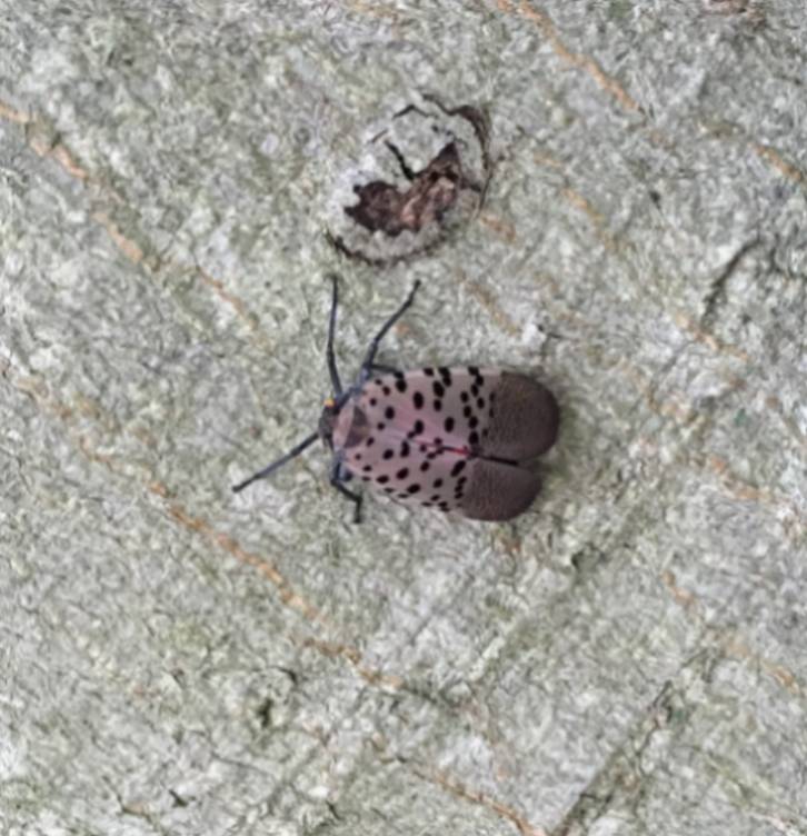 The Spotted Lanternfly on a Tree of Heven alongside the GNA's Self-guided Tree Trail