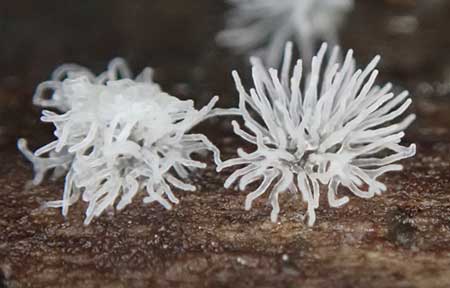A slime mold