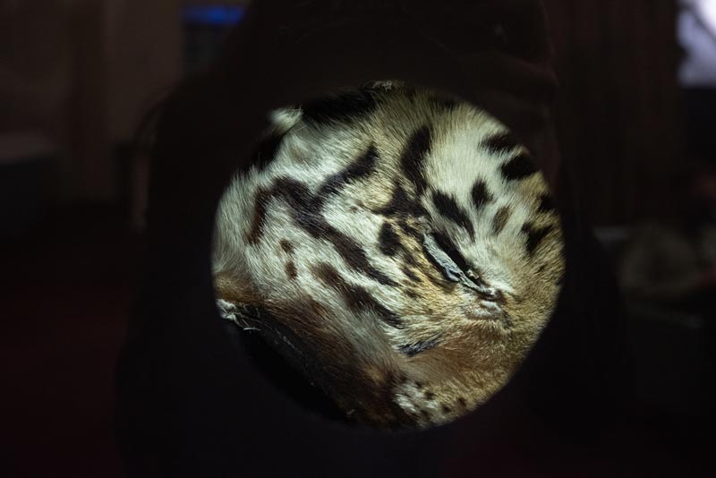 Tiger Rug peephole