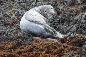 Female Gray Seal