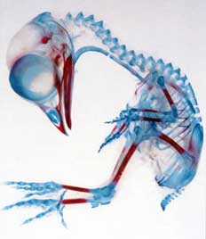 Chicken Skeleton X-Ray