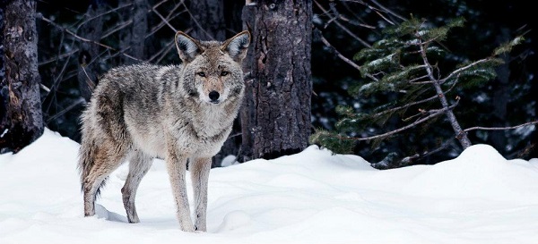 The coyote (Canis latrans), a mesopredator found throughout North America 