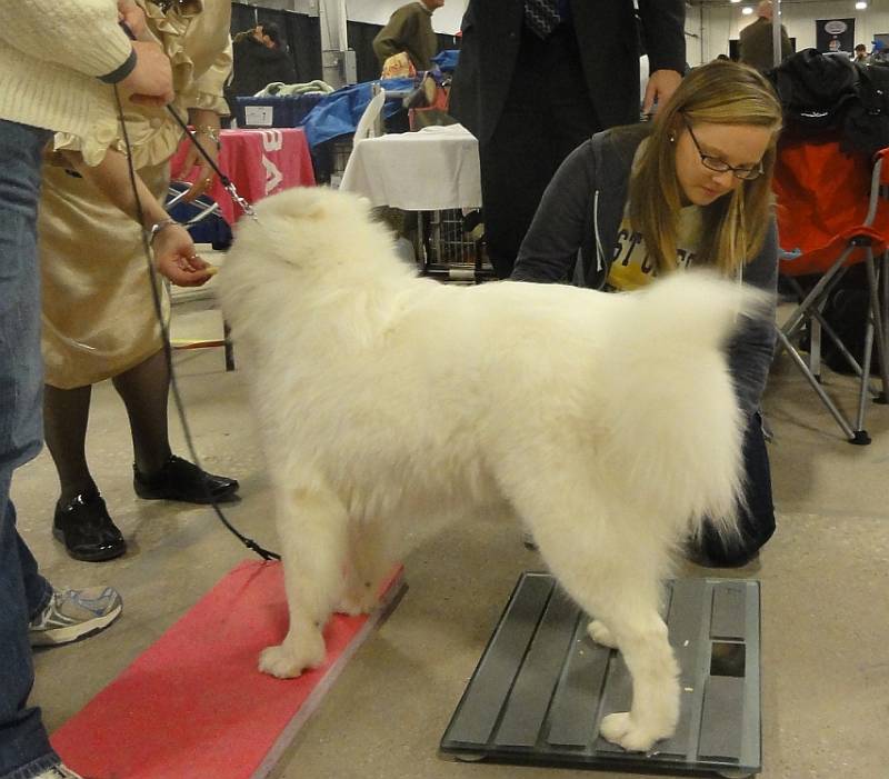 student weighs dog
