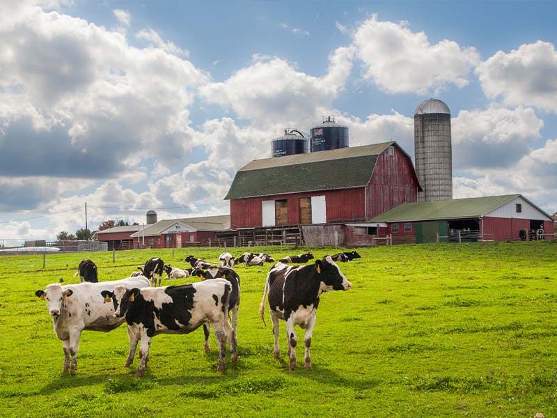 A field of cows in front of a barn