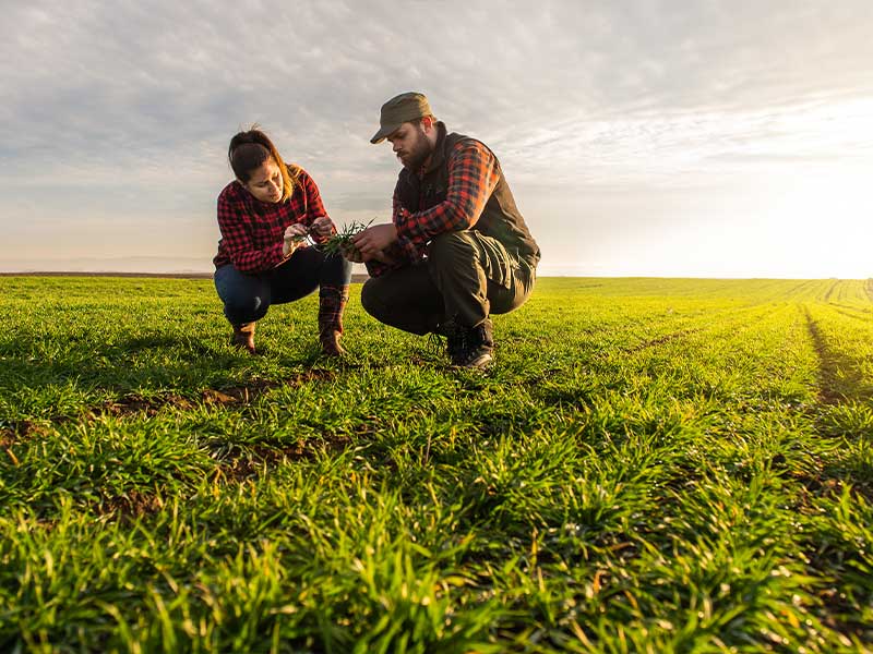2 farmers kneeling down and inpecting their crops